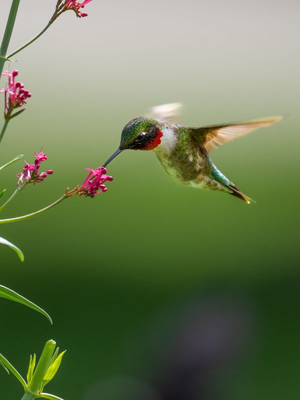 Hummingbird feeding in a backyard setting