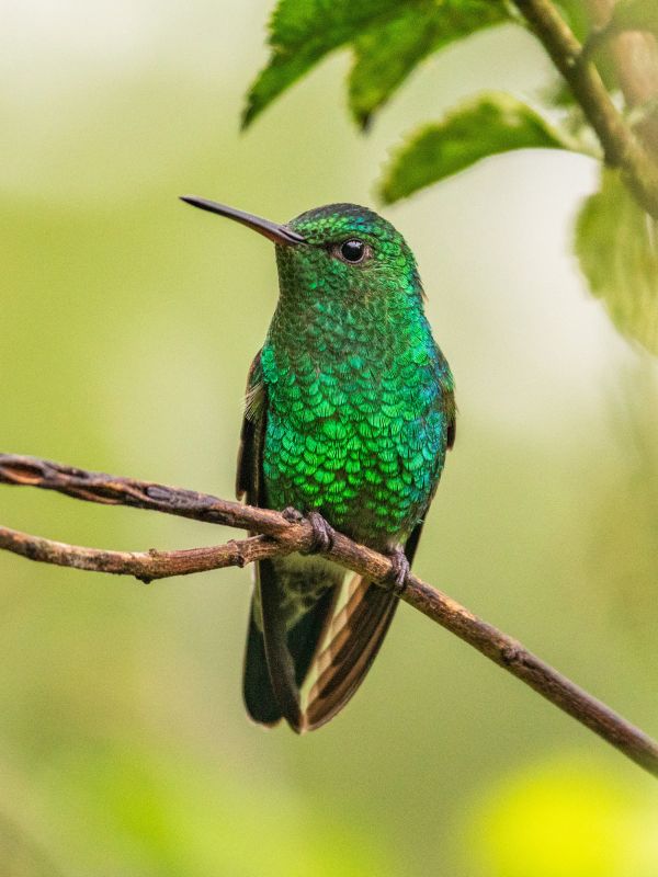 Hummingbird sitting on a branch