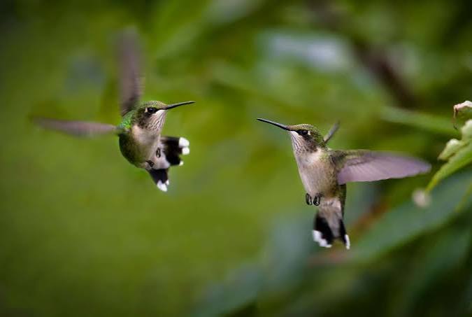 Two hummingbirds hovering facing each other in a natural green backyard